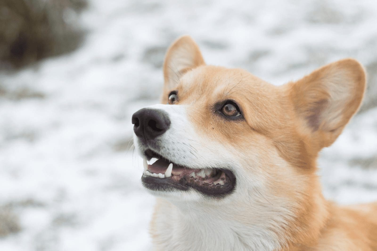 chien