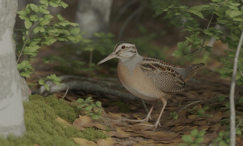 Bécasse des bois : biologie, habitat et comportements