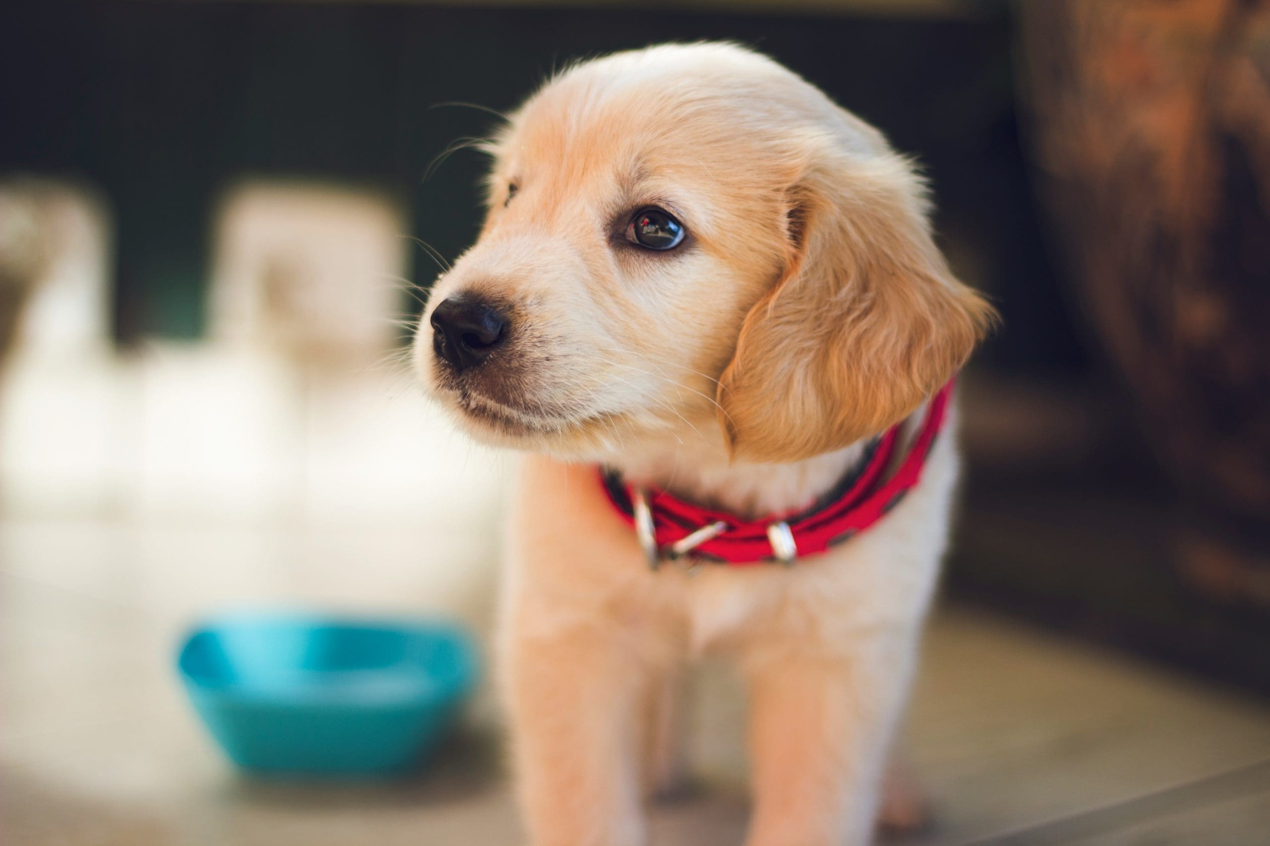 découvrez le salaire moyen d'un dresseur de chiens et les perspectives de carrière dans ce domaine en plein essor.