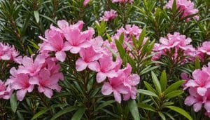découvrez tout sur l'oléandre : ses caractéristiques, conseils de culture et entretien pour un jardin coloré et florissant.