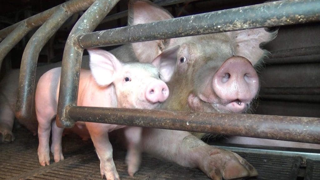L214 : Décryptage de l&rsquo;association qui bouleverse le débat sur la condition animale en France