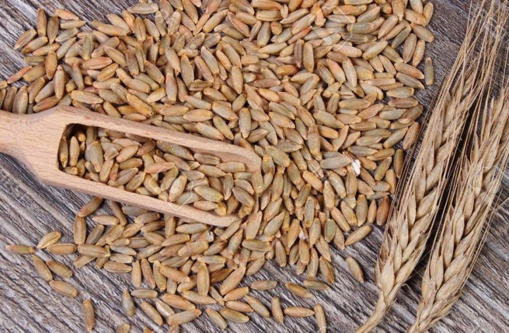 Le seigle : un grain nutritif aux multiples bienfaits