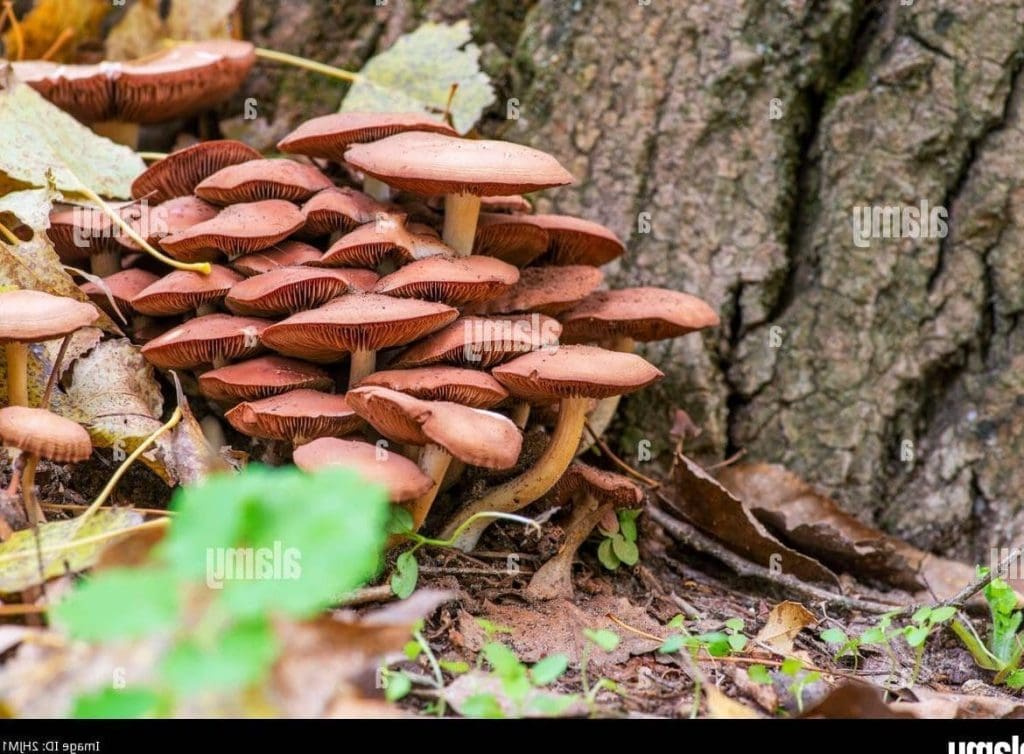 Plan d&rsquo;automne pour la croissance de votre entreprise: stratégies saisonnières essentielles